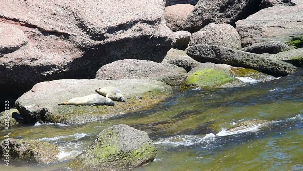Cove beach in Bonaventure Island in Quebec, Canada in Gaspe, Gaspesie region with closeup of two grey seals resting on rock with red blood Cove beach in Bonaventure Island in Quebec, Canada in Gaspe, Gaspesie region with closeup of two grey seals resting on rock with red blood