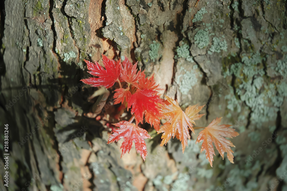 Spring red leaves on tree trunk background