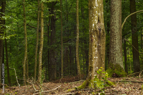 Hornbeam forest. Forest landscape