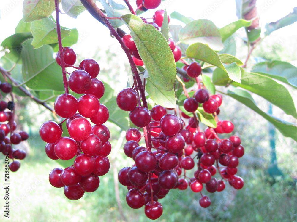 Clusters of red virgin cherry ripen on a Sunny day. Bird cherry. Clusters of red virgin cherry ripen on a Sunny day. Bird cherry-close-up. Red and bright fruits glow in the sun. Berries are juicy, s Clusters of red virgin cherry ripen on a Sunny day. Bird cherry. Clusters of red virgin cherry ripen on a Sunny day. Bird cherry-close-up. Red and bright fruits glow in the sun. Berries are juicy, s