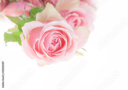 Fototapeta Naklejka Na Ścianę i Meble -  pink rose macro