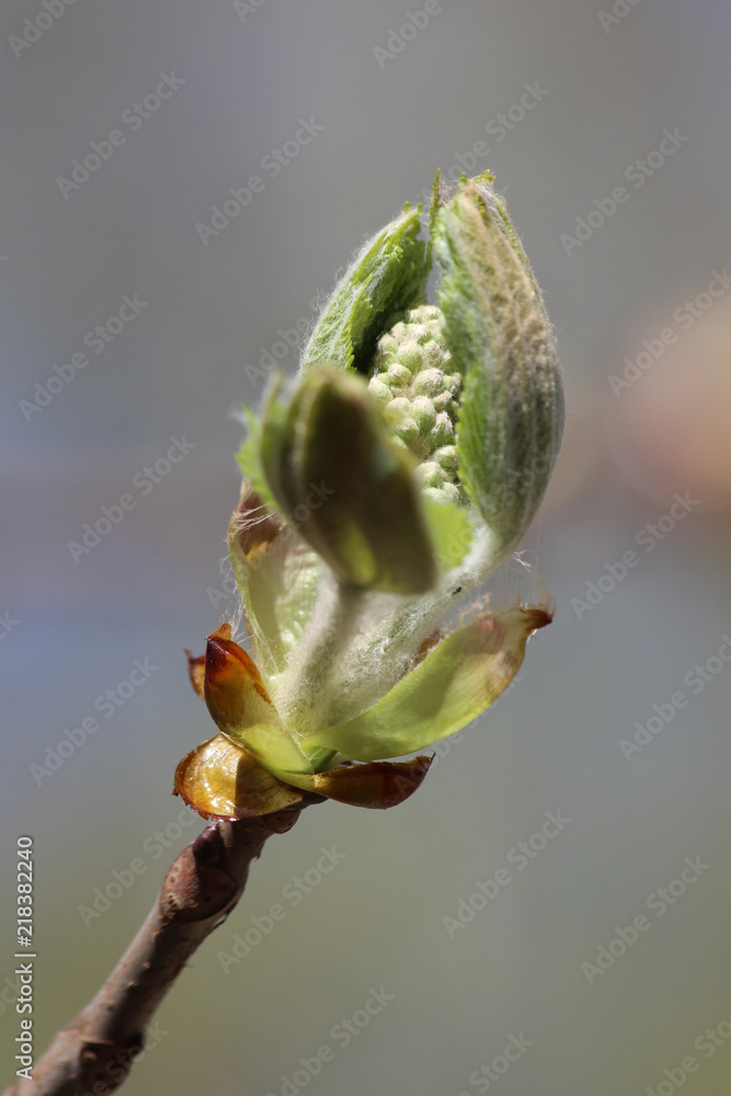 A chestnut tree (Castanea) bud beginning to bloom A chestnut tree (Castanea) bud beginning to bloom