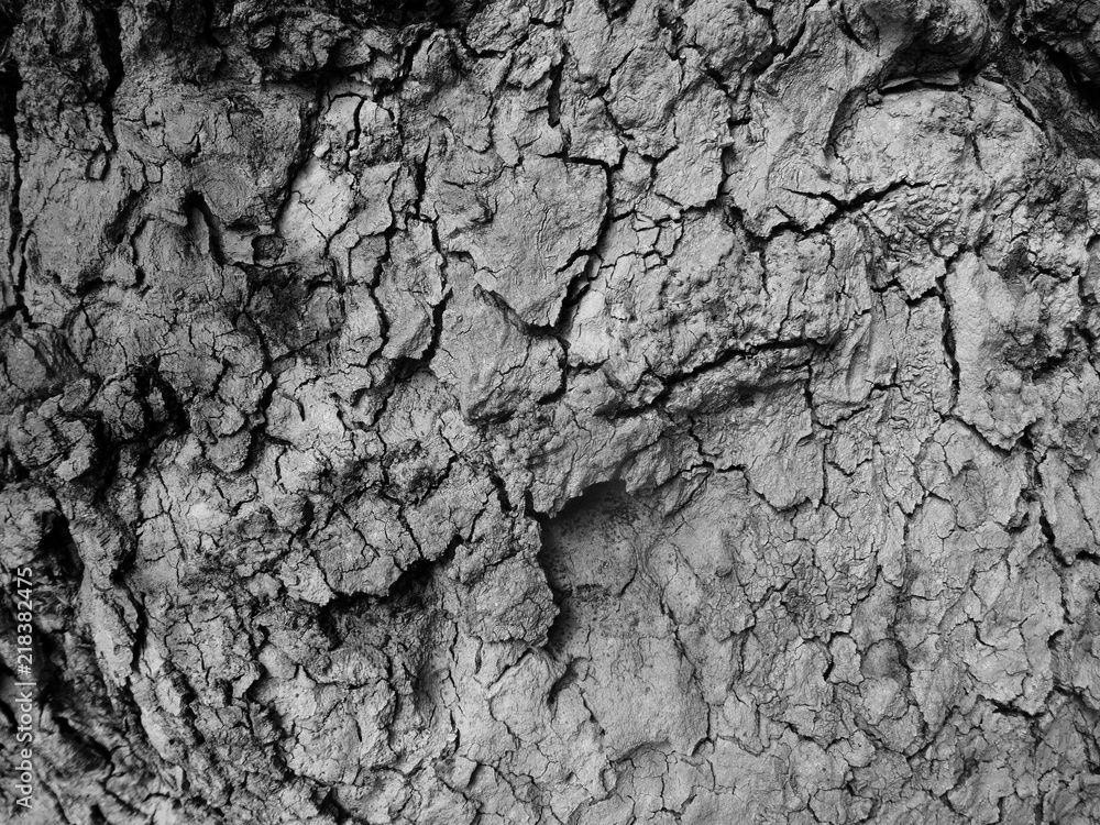 Background texture of tree bark. Background texture of tree bark.