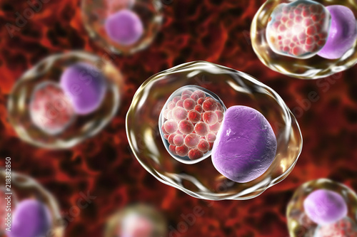 Chlamydia trachomatis bacteria, 3D illustration showing reticulate bodies of Chlamydia forming intracellular intracytoplasmic inclusions (small red) near the cell nucleus (purple) photo