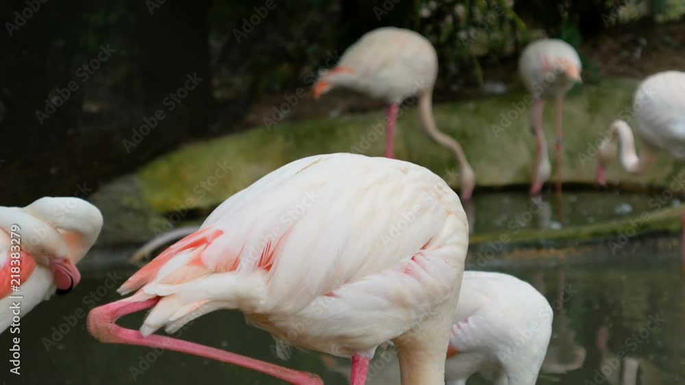 4K Flamingo bird at the water pond 4K Flamingo bird at the water pond