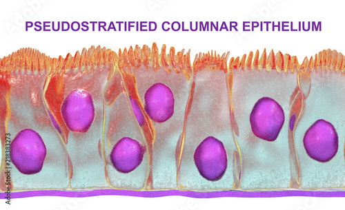 Pseudostratified columnar epithelium, 3D illustration. Epithelium found in trachea and upper part of digestive tract photo