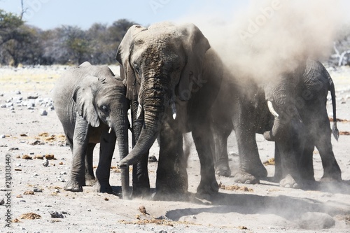 Foto Afrikanische Elefanten (loxodonta africana) im Etosha Nationalpark (Namibia)