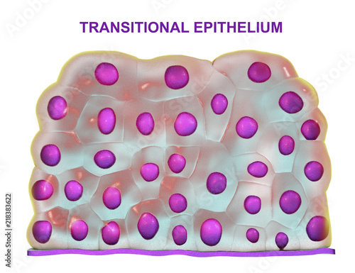 Transitional epithelium, found in urinary bladder, urethra and ureters, 3D illustration