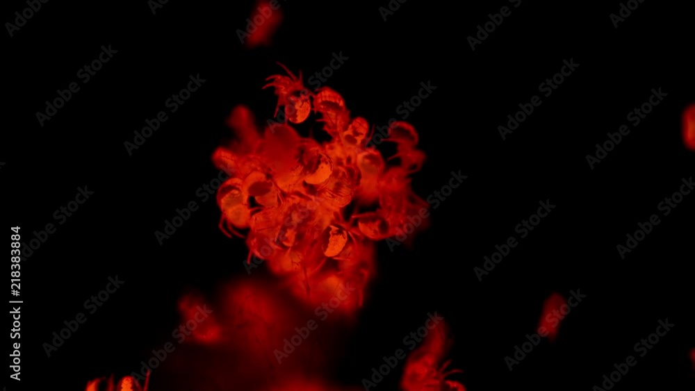 Red glowing spider nest on black, abstract background.mov Red glowing spider nest on black, abstract background.mov