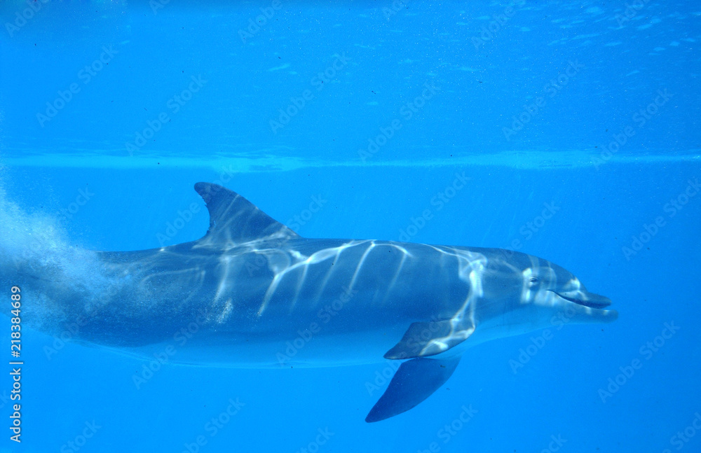 Fototapeta premium Delfín mular visto de perfil nadando debajo del agua durante show en día soleado en zoo marino de Calvià, Mallorca. Vista submarina de cetáceo mamífero marino en cautividad buceando en piscina azul.