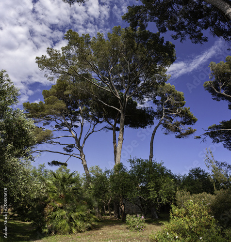 Wallpaper Mural Maritime pine forest in a city park Torontodigital.ca