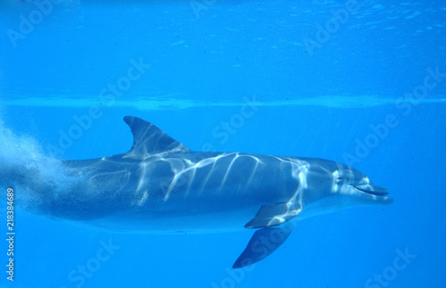 Delfín mular visto de perfil nadando debajo del agua durante show en día soleado en zoo marino de Calvià, Mallorca. Vista submarina de cetáceo mamífero marino en cautividad buceando en piscina azul. © cabado