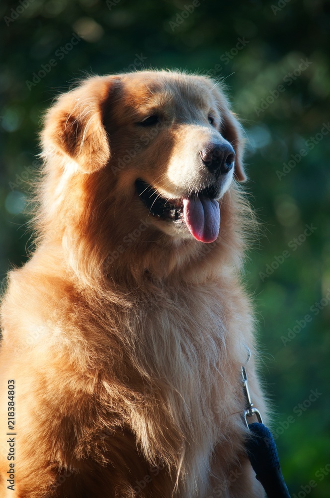 Portrait of golden retriverer dog. Portrait of golden retriverer dog.