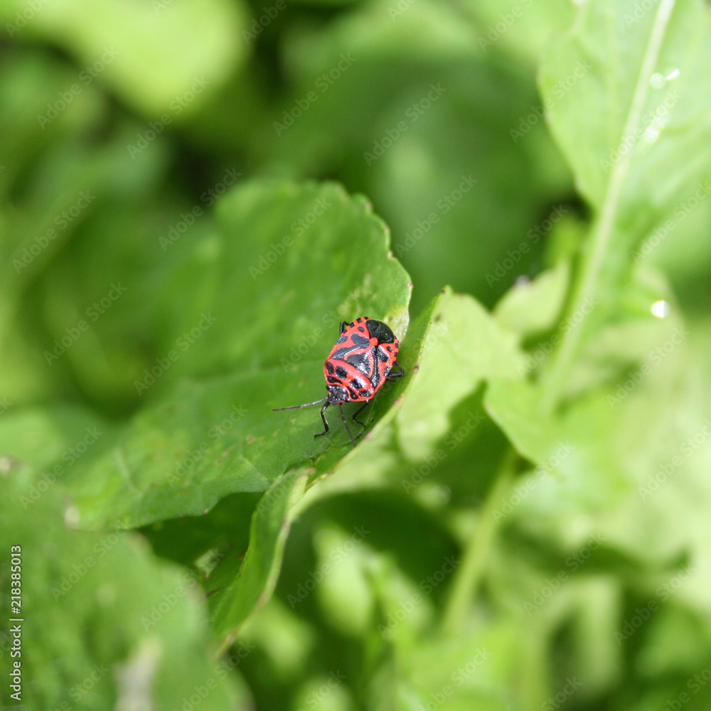 Spilostethus saxatilis. Red and black bug on a leaf Spilostethus saxatilis. Red and black bug on a leaf