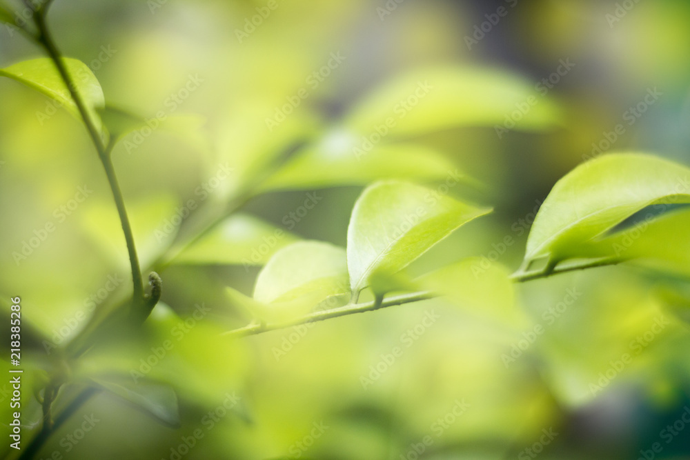 Obraz premium closedup green leaf of treetop background