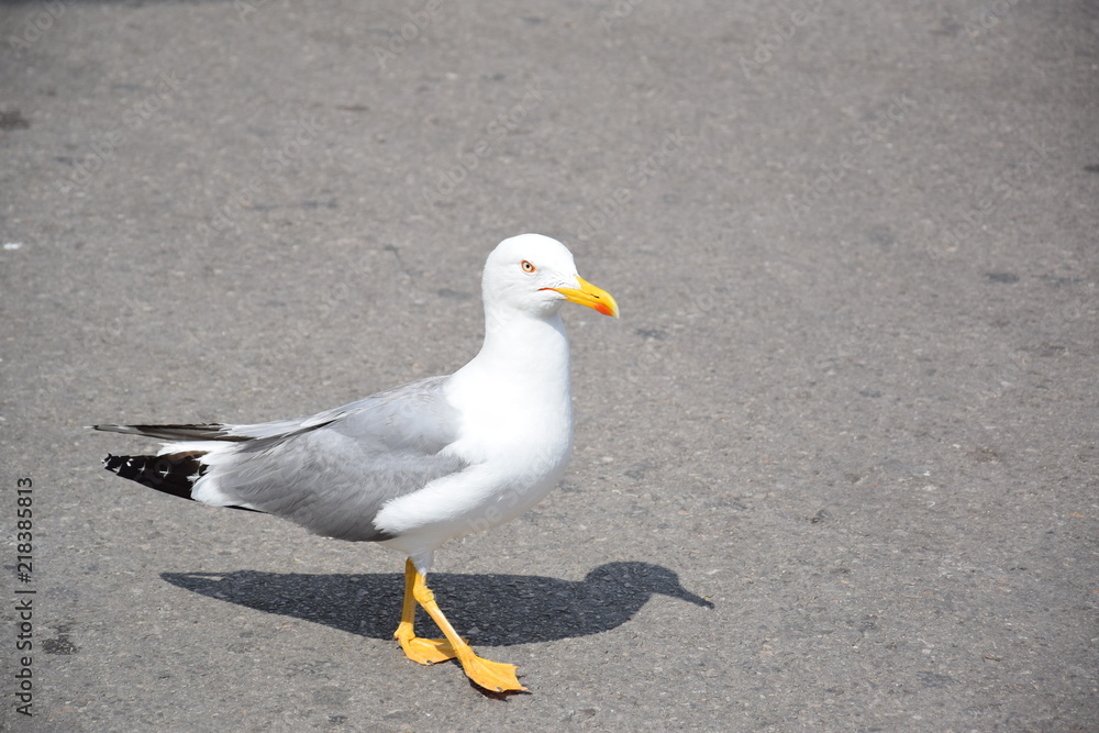 Obraz premium Martı