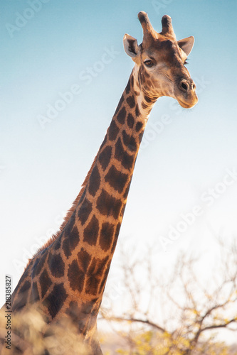 Photography Long Neck