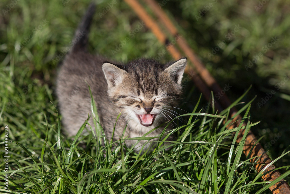 Little cute meowing kitten sitting in the grass