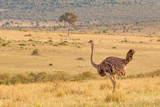 Side profile of female ostrich standing in dry grass in open plain at Masai Mara National Reserve, Kenya