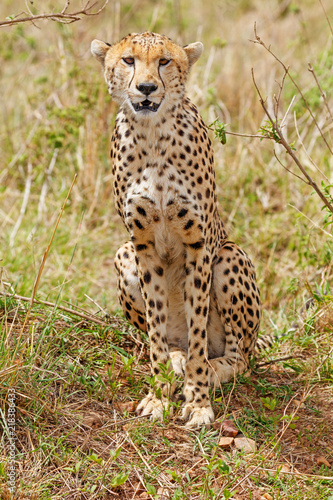 Cheetah sitting and looking straight at the camera at Masai Mara National Reserve, Kenya