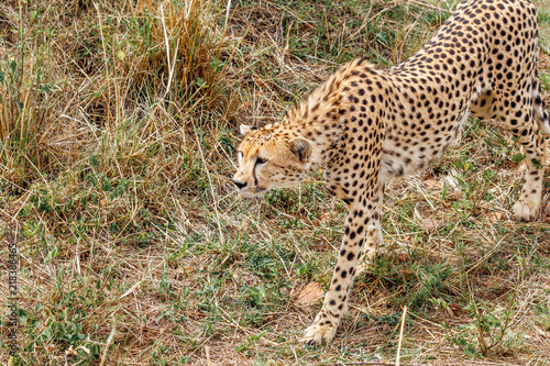Cheetah standing ready to hunt at Masai Mara National Reserve, Kenya