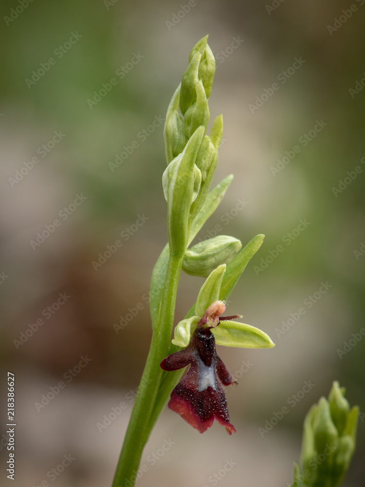 ophrys insectifera ophrys insectifera