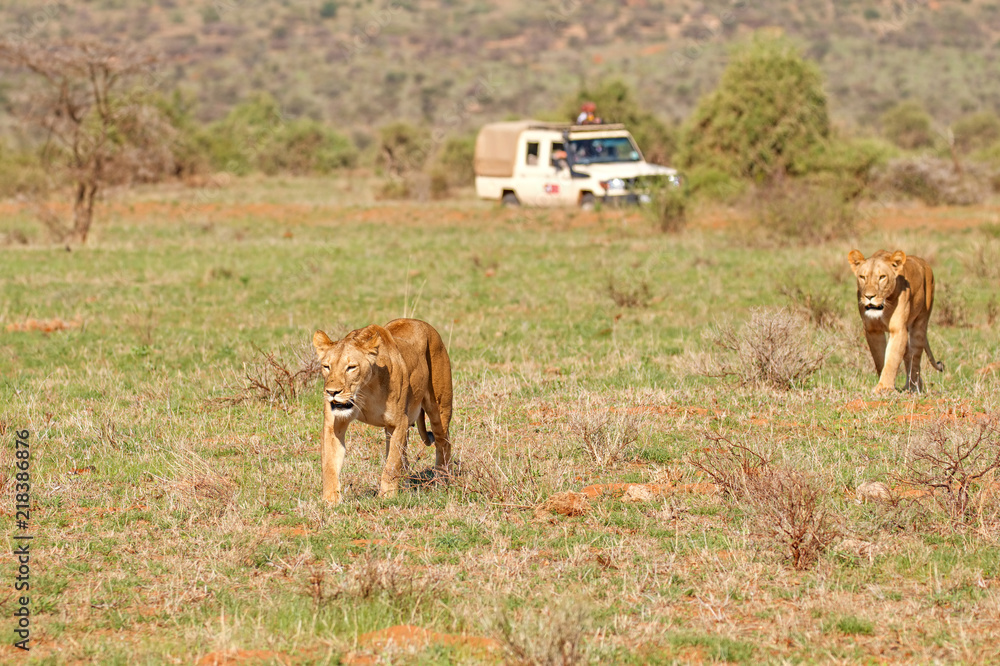 Two lionesses walking towards the camera with safari vehicle in the background at Samburu National Reserve, Kenya