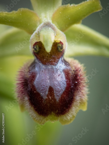 Valokuva ophrys araneola