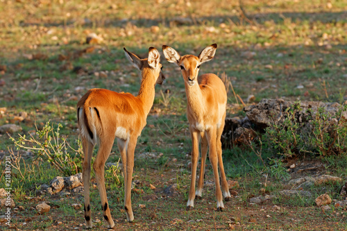 Two young impalas standing on grass in the morning sunlight with one looking at the camera