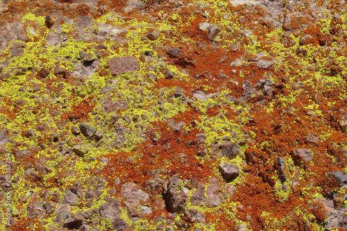 Brightly colored red and yellow green lichen on a rock