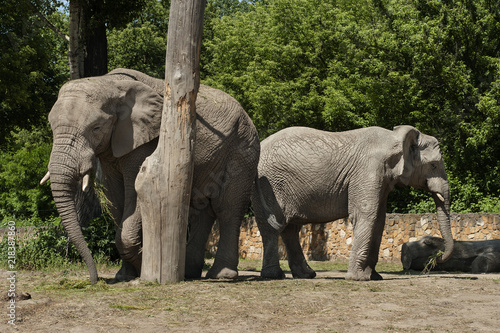 słonie w zoo