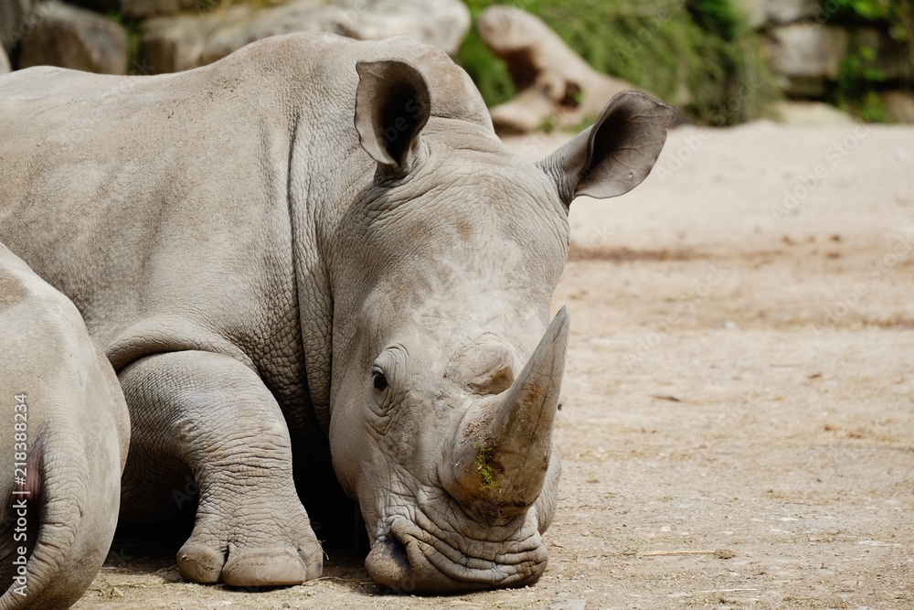 Fototapeta premium duży nosorożec odpoczywa w letnim upale