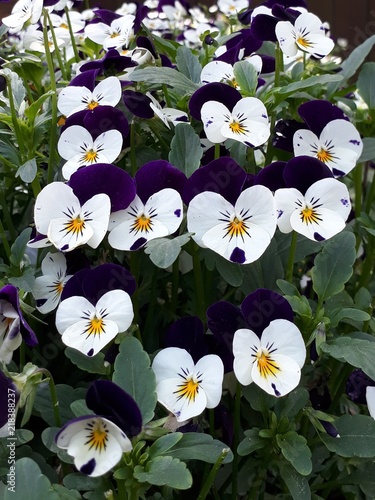 heart shaped white flowers