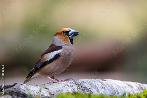 Hawfinch male in the forest of Noord Brabant in the Netherlands
