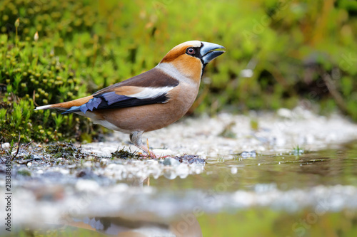 Obraz na plátně Hawfinch male drinking in the forest of Noord Brabant in the Netherlands