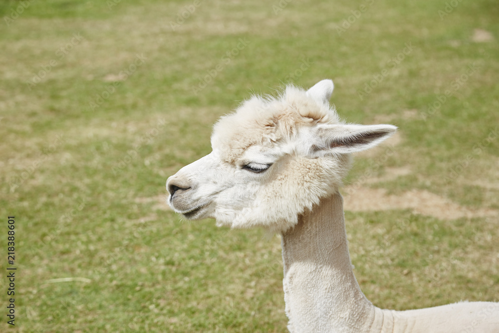 Alpaca