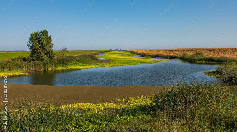 Wetlands and canel in Sacramento farm land with yellow flowers