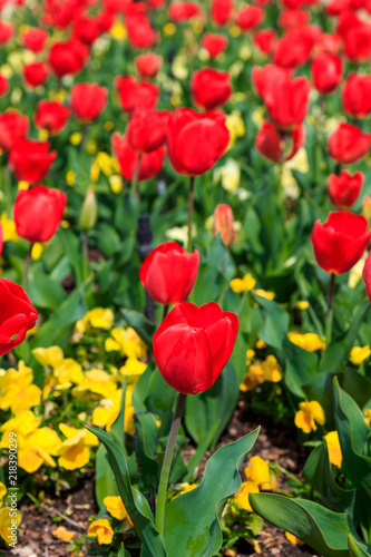 Red and Yellow Tulips