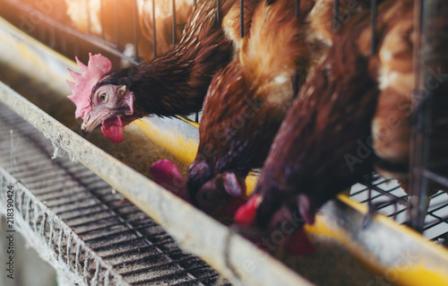 Close-Up Of Rooster In Cage Livestock  in  industrial farm