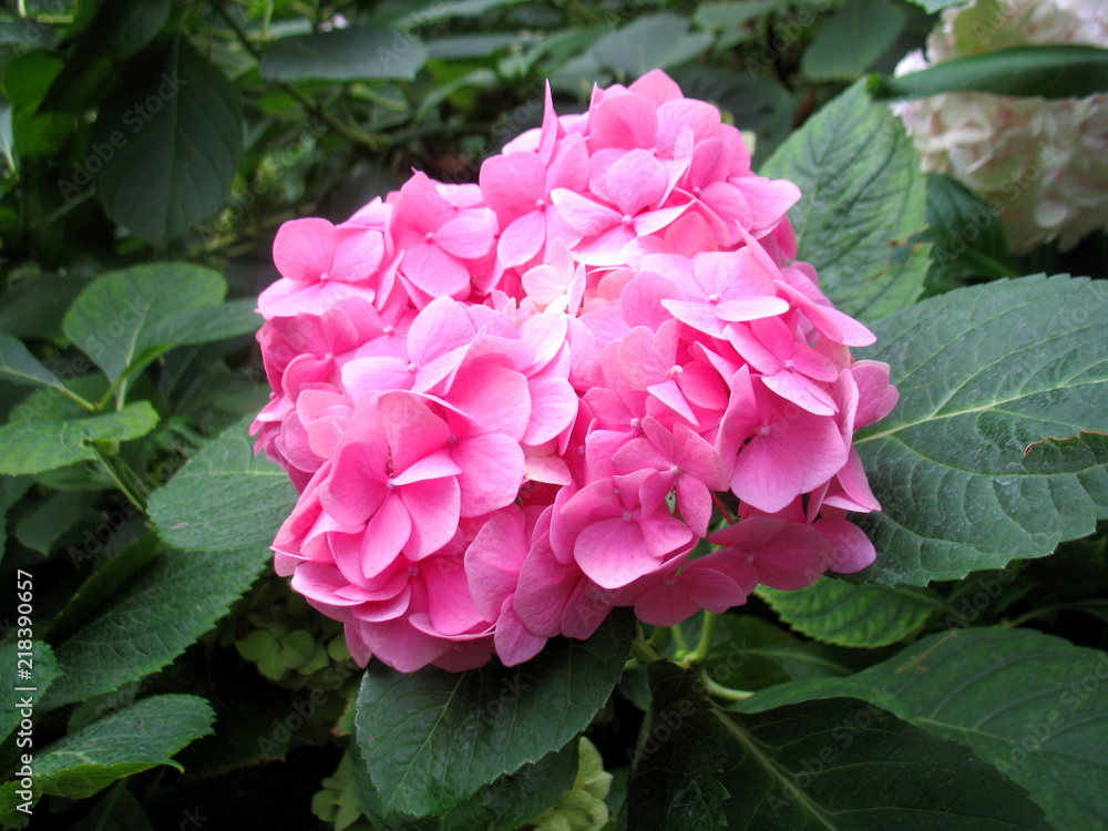 pink flowers pink flowers