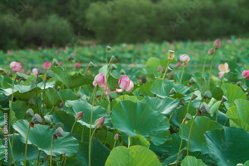 lots of lotus bushes in a pond