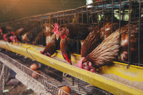 Close-Up Of Rooster In Cage Livestock  in  industrial farm