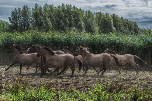 Konik Horse  wildlife.