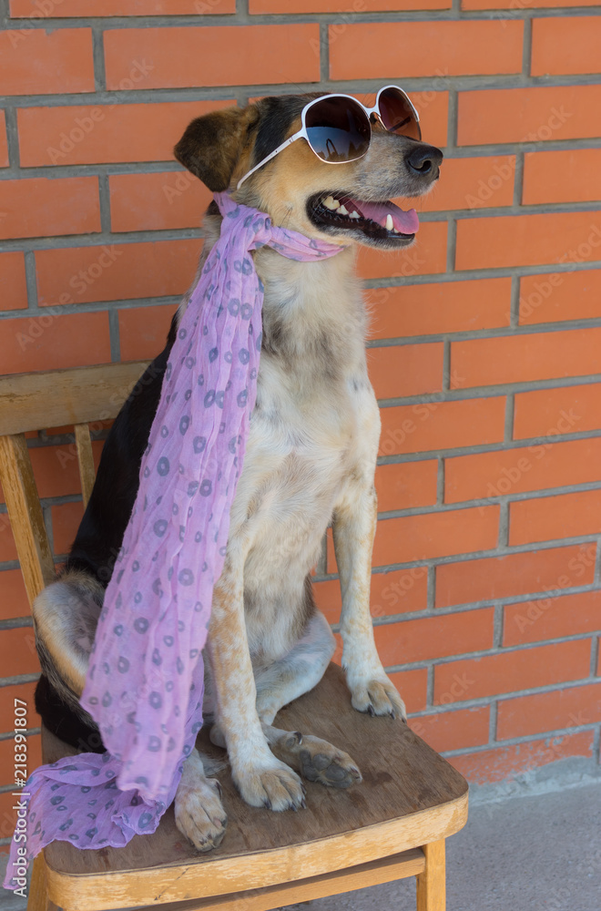 Φωτογραφία Cross breed of hunting dog wearing shawl and dark sunglasses resting in an old chair against brick wall