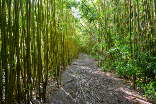 Hiking trail through a tropical bamboo forest on the island of Maui, Hawaii.