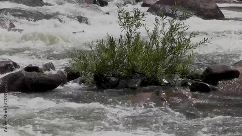 Plant growing in the middle of a rushing river