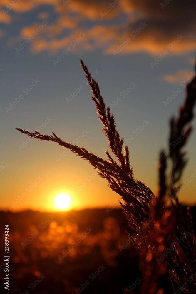 Fototapeta premium Wild plants, in the rays of the setting sun, on a warm summer evening. Excellent illustration on the subject of wildlife.