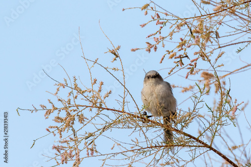 Bushtit in salt cedar tree in riparian area in central new mexico photo