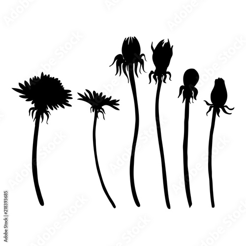 Dandelion flowers vector botanical hand drawn silhouette isolated on white bakcground, floral set, decorative elements for design greeting card, package cosmetic, wedding invitation, natural medicine
