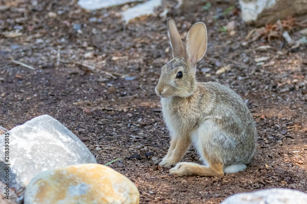 Young cottontail rabbit at Rio Grande Nature Center in Albuquerque, New Mexico Young cottontail rabbit at Rio Grande Nature Center in Albuquerque, New Mexico